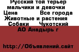 Русский той-терьер мальчики и девочки › Цена ­ 8 000 - Все города Животные и растения » Собаки   . Чукотский АО,Анадырь г.